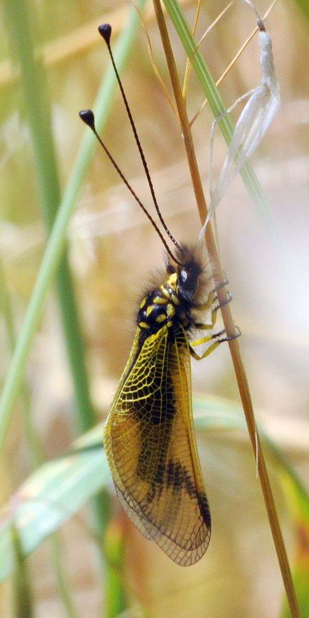 Libelloides longicornis ?  S !